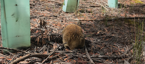 A friendly Echidna at Lake St. Clair